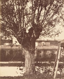 Creatore sconosciuto, Francese - Albero